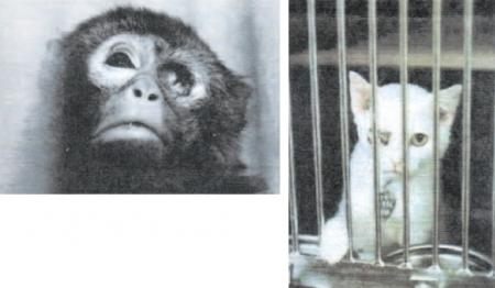 Aider la FEDERATION NATIONALE CONTRE LE MATYRE DES ANIMAUX