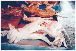 Torture de chien en Cor�e du Sud