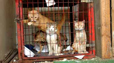 Tout les animaux sont des victimes