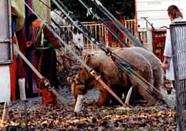 El�phant emprisonn�