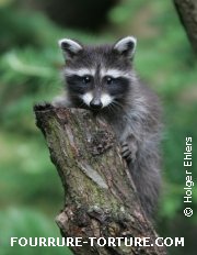 Participer et boycotter