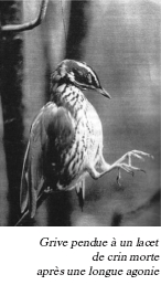 La chasse, le plaisir pervers de tuer !