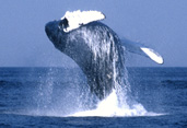 Mettez fin maintenant � la chasse � la baleine ou  