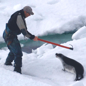Le massacre recommence : Ces phoques ont besoin de votre aide