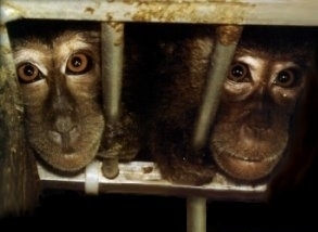  MOBILISATION CONTRE L'ANIMALERIE DE BIOPARK